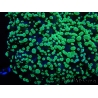 WYSIWYG Euphyllia divisa 20 (Skeleton 7 cm/Flesh 14 cm)