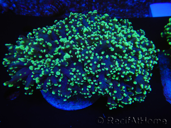 WYSIWYG Euphyllia divisa 21 (Skeleton 7 cm/Flesh 14 cm)