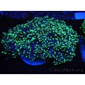 WYSIWYG Euphyllia divisa 21 (Skeleton 7 cm/Flesh 14 cm)