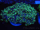 WYSIWYG Euphyllia divisa 21 (Skeleton 7 cm/Flesh 14 cm)