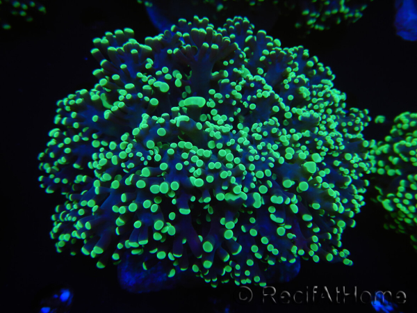 WYSIWYG Euphyllia divisa 22 (Skeleton 7 cm/Flesh 14 cm)