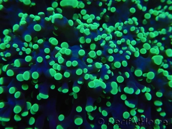 WYSIWYG Euphyllia divisa 22 (Skeleton 7 cm/Flesh 14 cm)