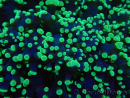 WYSIWYG Euphyllia divisa 22 (Skeleton 7 cm/Flesh 14 cm)