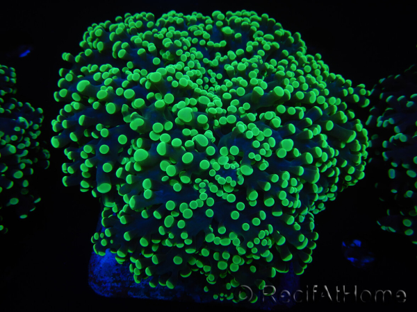 WYSIWYG Euphyllia divisa 23 (Skeleton 7 cm/Flesh 14 cm)