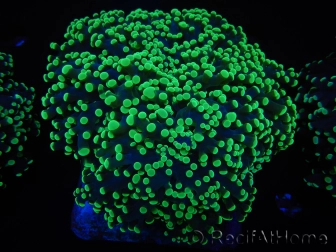 WYSIWYG Euphyllia divisa 23 (Skeleton 7 cm/Flesh 14 cm)