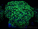 WYSIWYG Euphyllia divisa 23 (Skeleton 7 cm/Flesh 14 cm)