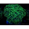 WYSIWYG Euphyllia divisa 23 (Skeleton 7 cm/Flesh 14 cm)