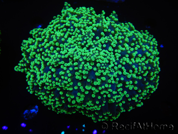 WYSIWYG Euphyllia divisa 24 (Skeleton 7 cm/Flesh 14 cm)
