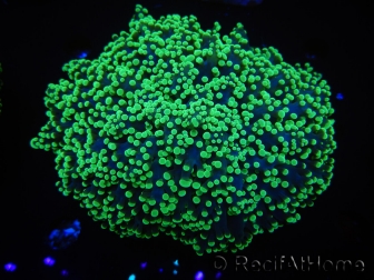 WYSIWYG Euphyllia divisa 24 (Skeleton 7 cm/Flesh 14 cm)