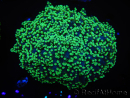 WYSIWYG Euphyllia divisa 24 (Skeleton 7 cm/Flesh 14 cm)