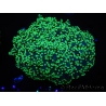 WYSIWYG Euphyllia divisa 24 (Skeleton 7 cm/Flesh 14 cm)