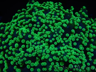 WYSIWYG Euphyllia divisa 24 (Skeleton 7 cm/Flesh 14 cm)