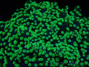 WYSIWYG Euphyllia divisa 24 (Skeleton 7 cm/Flesh 14 cm)