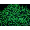 WYSIWYG Euphyllia divisa 24 (Skeleton 7 cm/Flesh 14 cm)