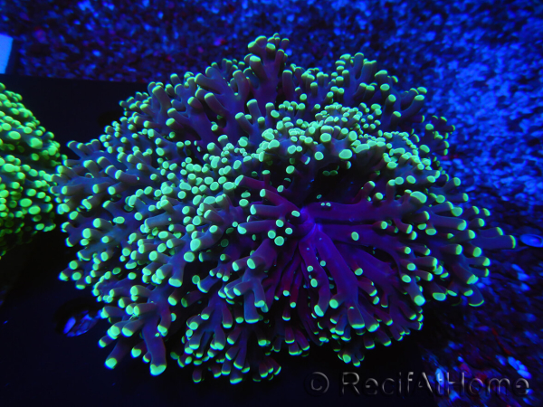 WYSIWYG Euphyllia divisa 25 (Skeleton 7 cm/Flesh 14 cm)