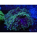 WYSIWYG Euphyllia divisa 25 (Skeleton 7 cm/Flesh 14 cm)