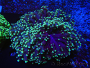 WYSIWYG Euphyllia divisa 25 (Skeleton 7 cm/Flesh 14 cm)