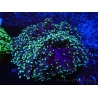 WYSIWYG Euphyllia divisa 25 (Skeleton 7 cm/Flesh 14 cm)