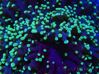 WYSIWYG Euphyllia divisa 25 (Skeleton 7 cm/Flesh 14 cm)