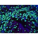 WYSIWYG Euphyllia divisa 25 (Skeleton 7 cm/Flesh 14 cm)