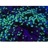 WYSIWYG Euphyllia divisa 25 (Skeleton 7 cm/Flesh 14 cm)