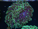WYSIWYG Euphyllia divisa 5 (Skeleton 9 cm/Flesh 19 cm)