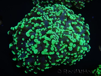 WYSIWYG Euphyllia divisa 6 (Skeleton 10 cm/Flesh 20 cm)