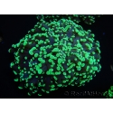 WYSIWYG Euphyllia divisa 6 (Skeleton 10 cm/Flesh 20 cm)