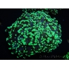 WYSIWYG Euphyllia divisa 6 (Skeleton 10 cm/Flesh 20 cm)