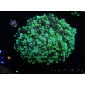 WYSIWYG Euphyllia divisa 7 (Skeleton 7 cm/Flesh 14 cm)