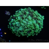 WYSIWYG Euphyllia divisa 7 (Skeleton 7 cm/Flesh 14 cm)