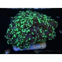 WYSIWYG Euphyllia divisa 12 (Skeleton 9 cm/Flesh 19 cm)