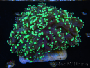 WYSIWYG Euphyllia divisa 12 (Skeleton 9 cm/Flesh 19 cm)