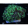 WYSIWYG Euphyllia divisa 12 (Skeleton 9 cm/Flesh 19 cm)