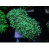 WYSIWYG Euphyllia divisa 15 (Skeleton 9 cm/Flesh 19 cm)