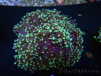 WYSIWYG Euphyllia divisa 19 (Skeleton 7 cm/Flesh 14 cm)