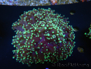 WYSIWYG Euphyllia divisa 19 (Skeleton 7 cm/Flesh 14 cm)