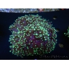 WYSIWYG Euphyllia divisa 19 (Skeleton 7 cm/Flesh 14 cm)