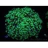 WYSIWYG Euphyllia divisa 20 (Skeleton 7 cm/Flesh 14 cm)