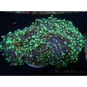 WYSIWYG Euphyllia divisa 21 (Skeleton 7 cm/Flesh 14 cm)