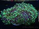 WYSIWYG Euphyllia divisa 21 (Skeleton 7 cm/Flesh 14 cm)
