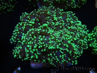 WYSIWYG Euphyllia divisa 22 (Skeleton 7 cm/Flesh 14 cm)