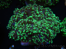 WYSIWYG Euphyllia divisa 22 (Skeleton 7 cm/Flesh 14 cm)