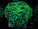 WYSIWYG Euphyllia divisa 23 (Skeleton 7 cm/Flesh 14 cm)