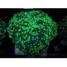 WYSIWYG Euphyllia divisa 23 (Skeleton 7 cm/Flesh 14 cm)