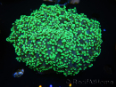 WYSIWYG Euphyllia divisa 24 (Skeleton 7 cm/Flesh 14 cm)