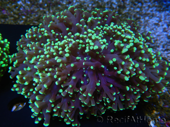 WYSIWYG Euphyllia divisa 25 (Skeleton 7 cm/Flesh 14 cm)