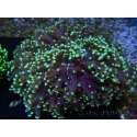 WYSIWYG Euphyllia divisa 25 (Skeleton 7 cm/Flesh 14 cm)