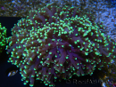 WYSIWYG Euphyllia divisa 25 (Skeleton 7 cm/Flesh 14 cm)