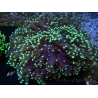 WYSIWYG Euphyllia divisa 25 (Skeleton 7 cm/Flesh 14 cm)